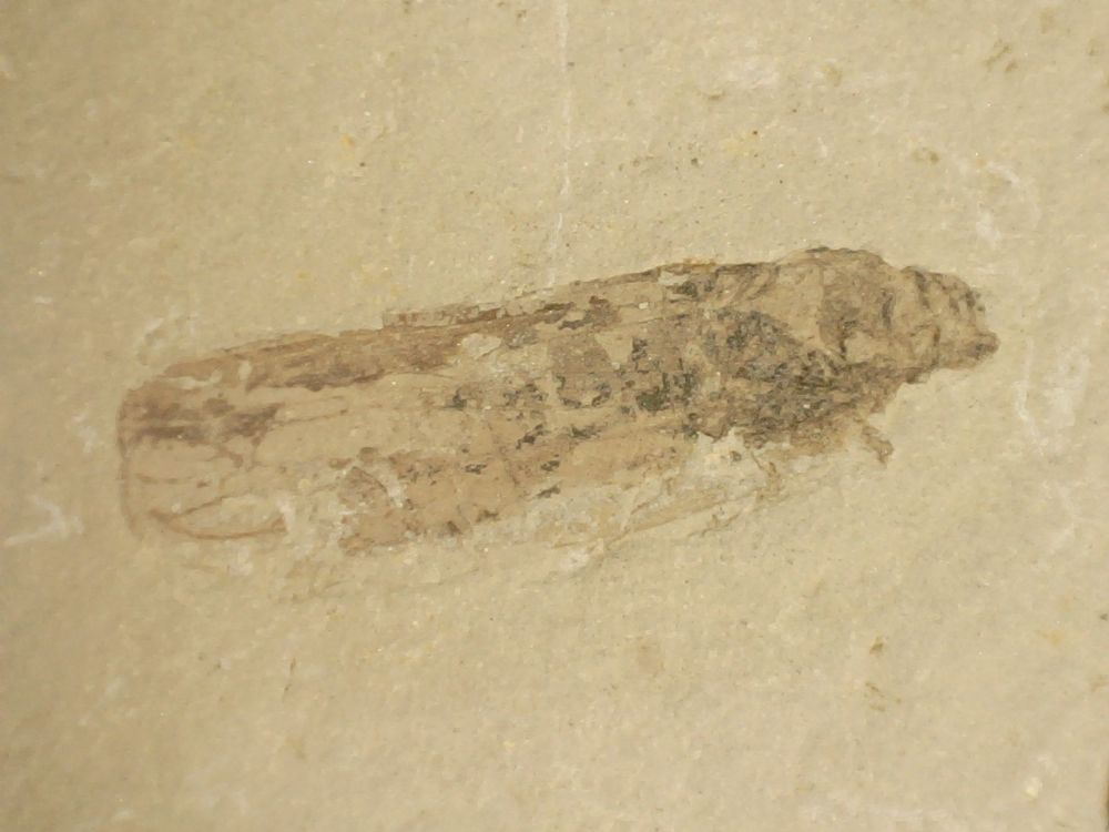 Fossil Insect, Liaoning (China) #21