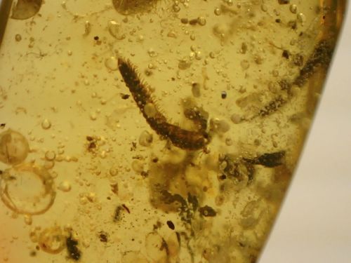 Burmite Amber with Millipede & Coprolite Inclusions #02