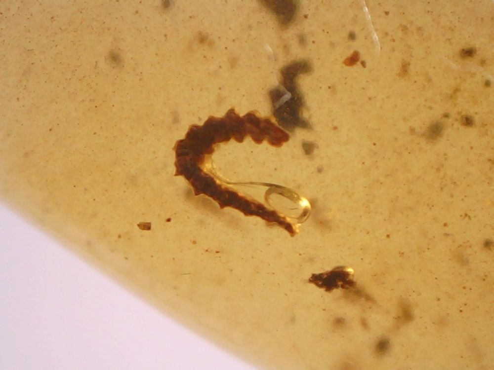 Burmite Amber with Beetle Larva Inclusion