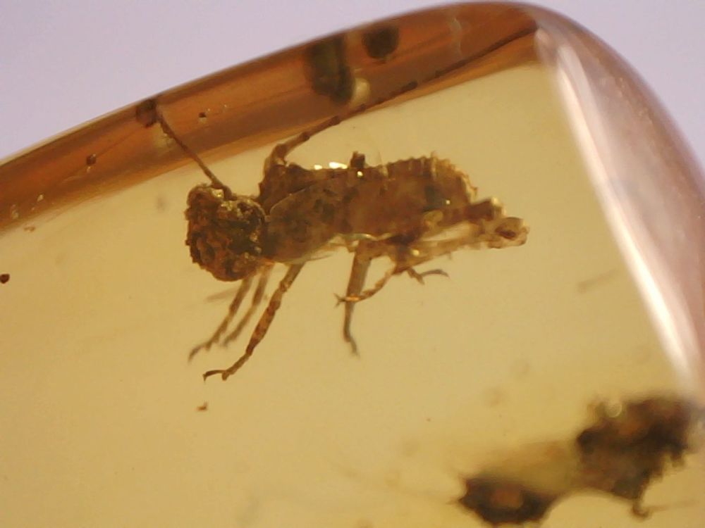 Burmite Amber with Nice Orthoptera Inclusion