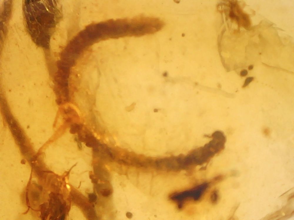 Burmite Amber with Millipede and Winged Insect Inclusions #04
