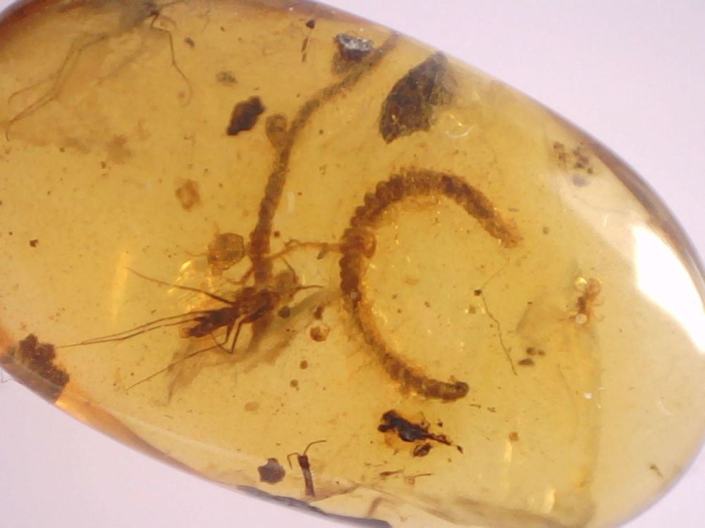 Burmite Amber with Millipede and Winged Insect Inclusions #04