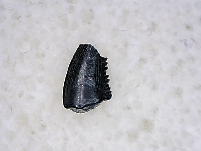 Pectinodon Tooth #05