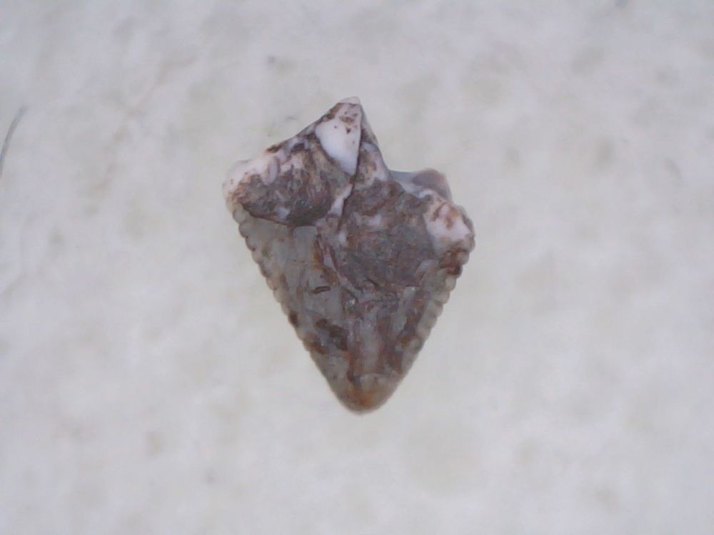 Pseudosuchian Tooth #02