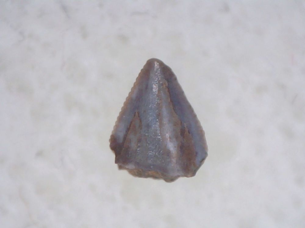 Pseudosuchian Tooth #01