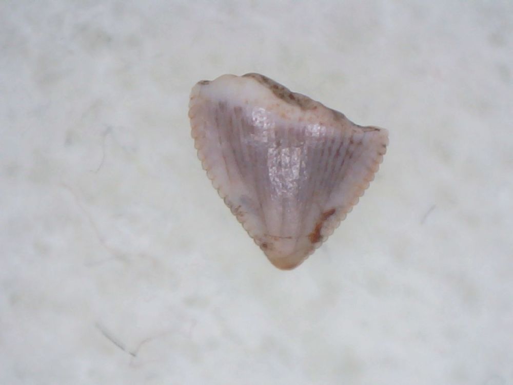 Pseudosuchian Tooth #03