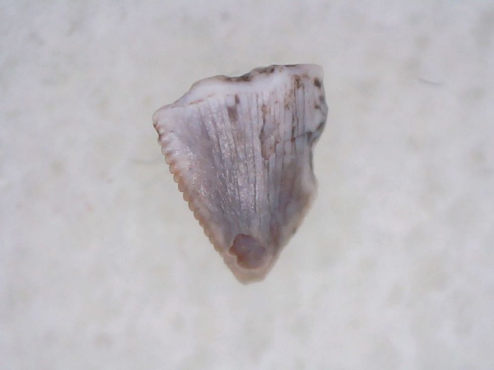 Pseudosuchian Tooth #04