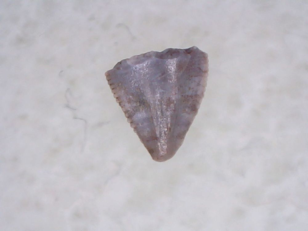 Pseudosuchian Tooth #07