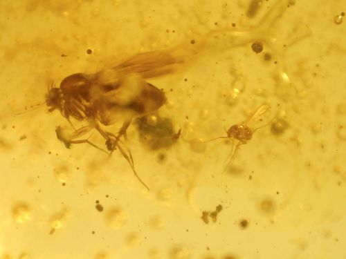Large Dominican Amber with Winged Insect and Mammal Hair Inclusions #10