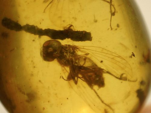 Burmite Amber with Large Mammalian Coprolite and Fly Inclusions #01