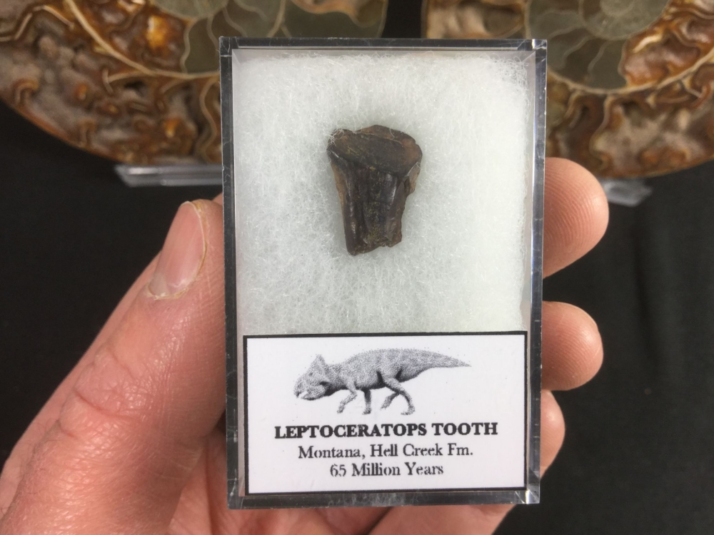 Leptoceratops Tooth #01