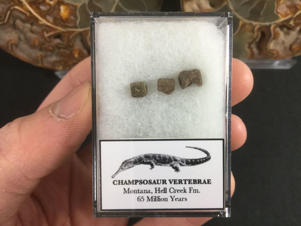 Champsosaurus vertebrae #01