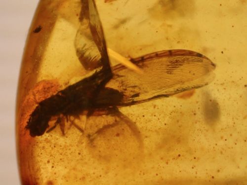 Burmite Amber with Insect & Coprolite Inclusion #BUR20