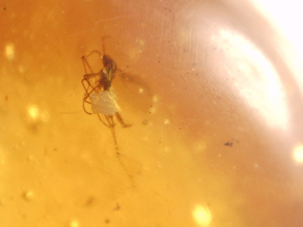 Burmite Amber with Insect Inclusion #BUR25