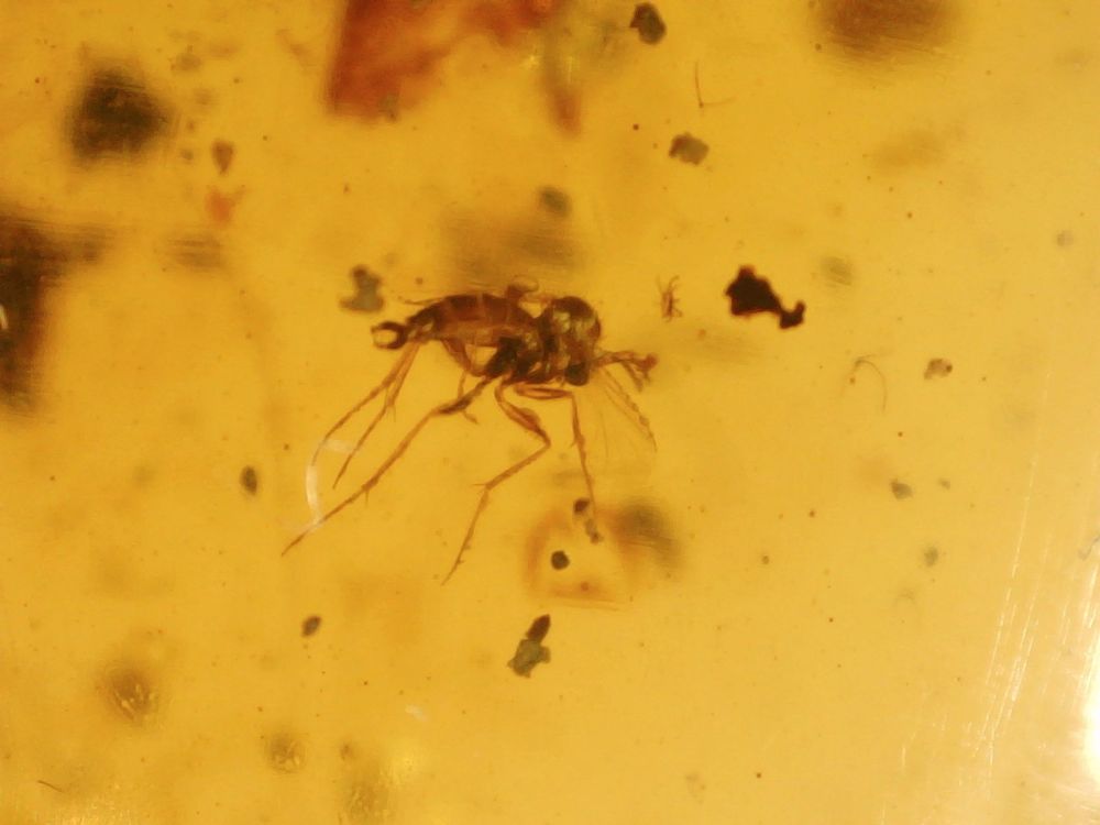Burmite Amber with Insect Inclusion #BUR15