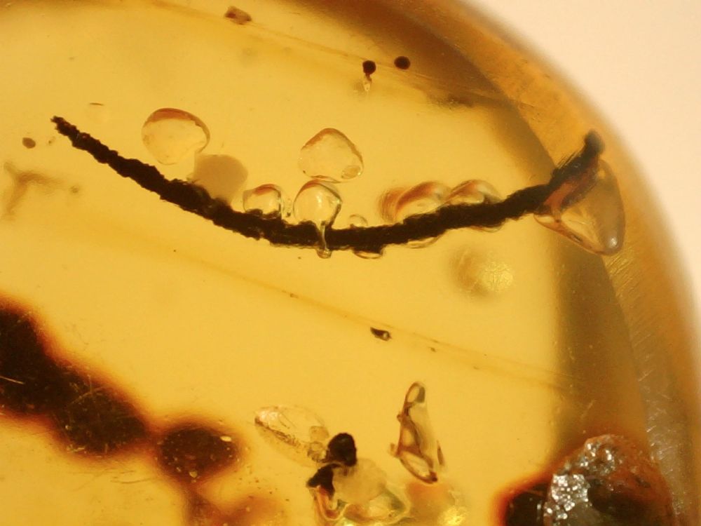 Burmite Amber with Coprolite and Insect Inclusions #BUR18