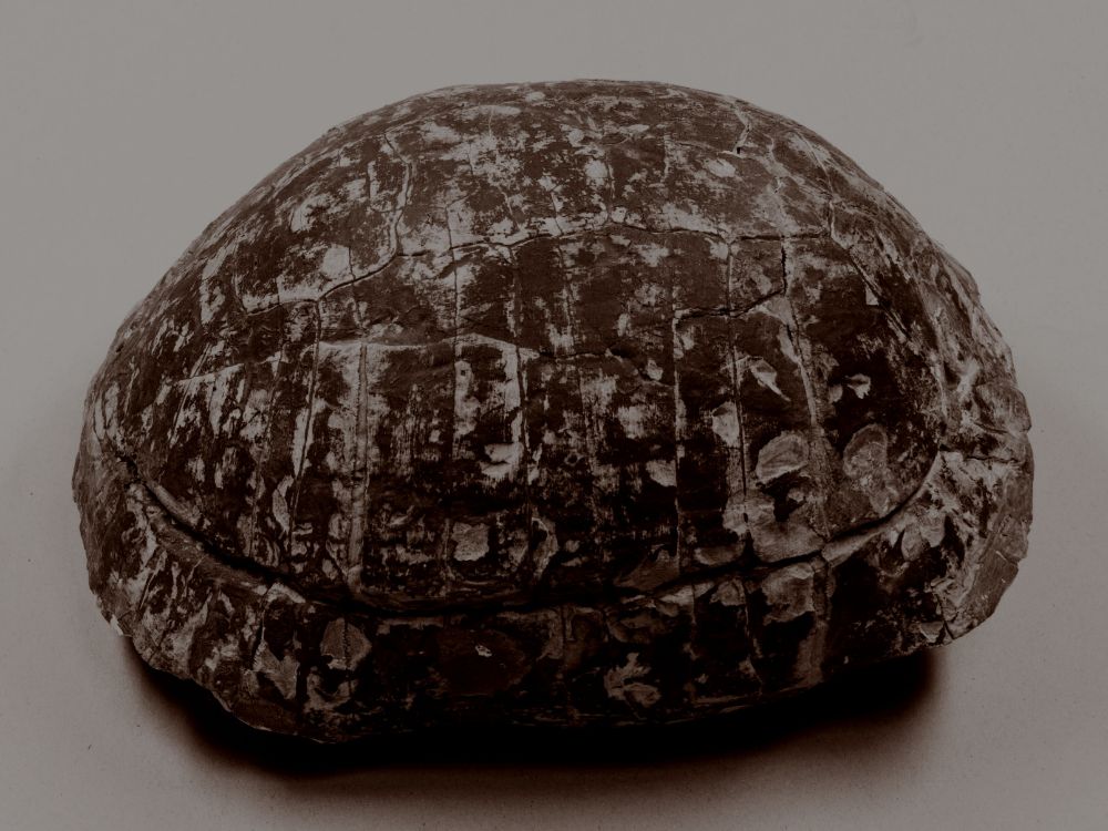 Turtle/Tortoise