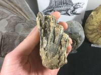Southern Mammoth Tooth, Serbia #02