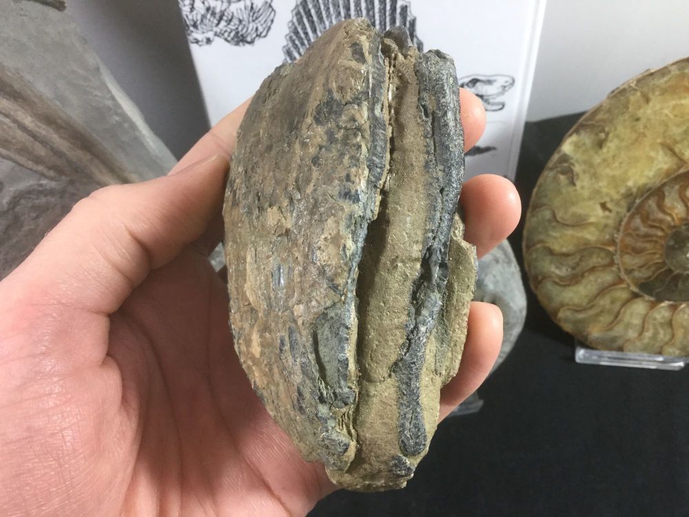 Southern Mammoth Tooth, Serbia #04