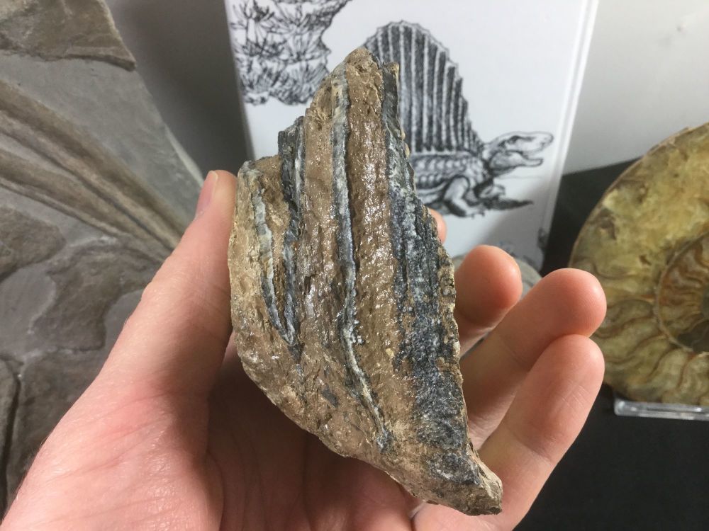 Southern Mammoth Tooth, Serbia #06