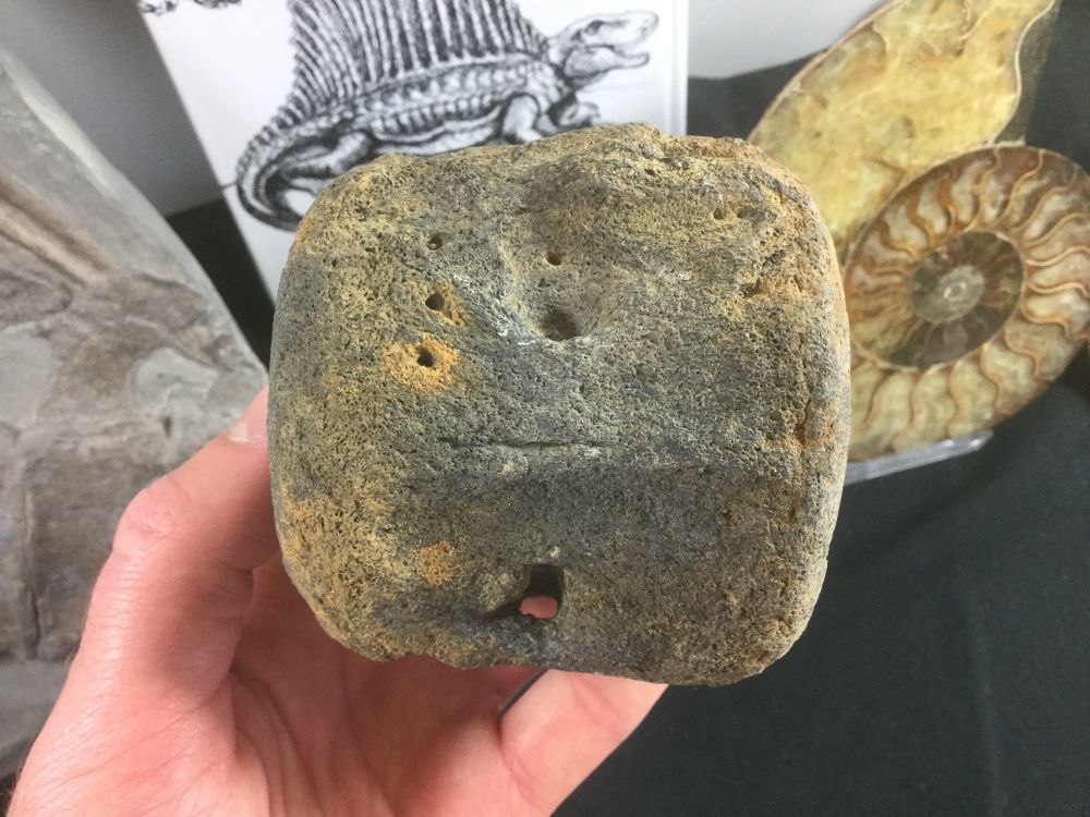 Whale Vertebra, SC #02
