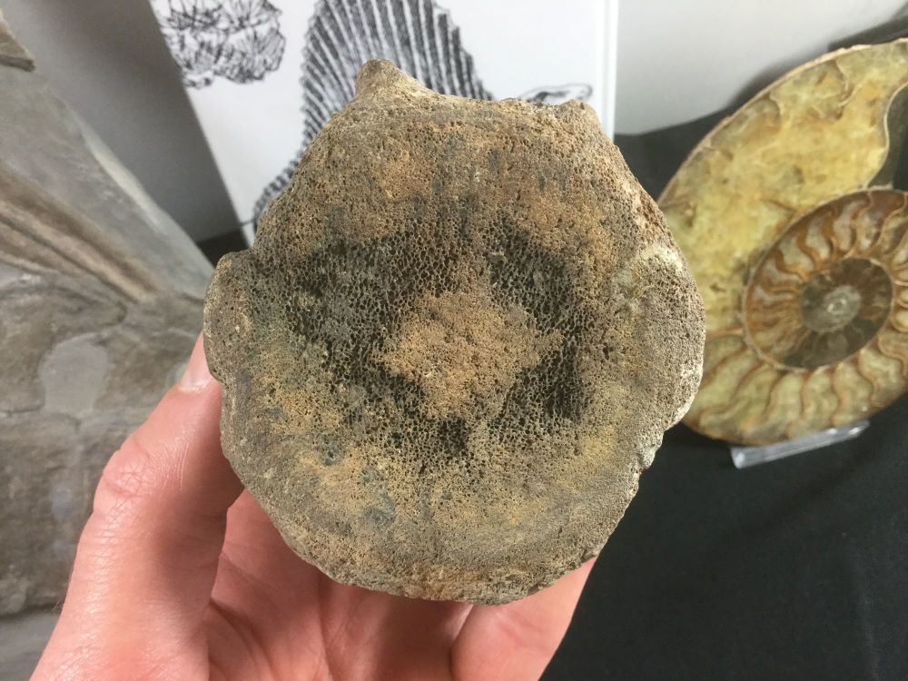 Whale Vertebra, SC #03