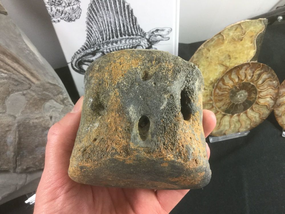 Whale Vertebra, SC #04