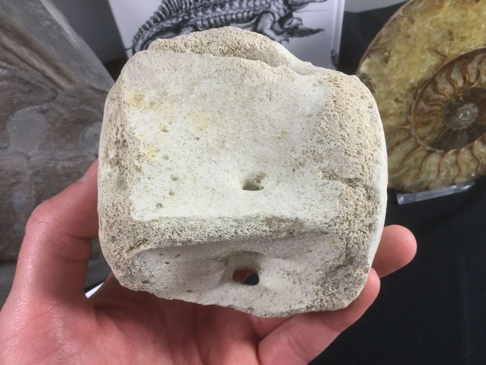 Whale Vertebra, NC #05