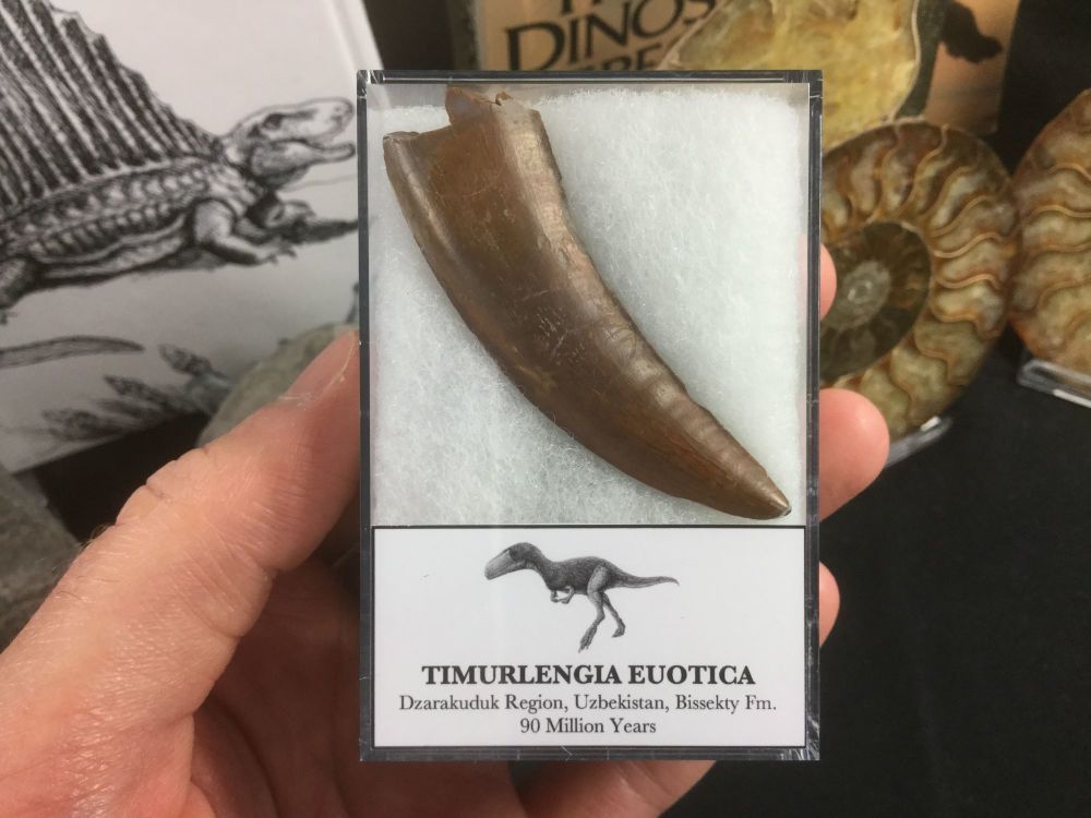 Timurlengia euotica Tooth #04