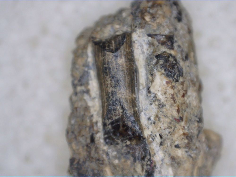 Ornithocheirus Pterosaur Tooth - Sussex, (UK) #07