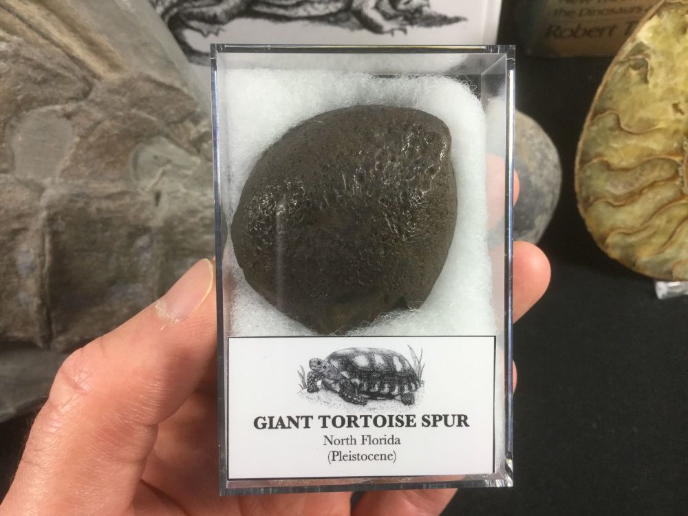 Giant Tortoise Leg Spur #01
