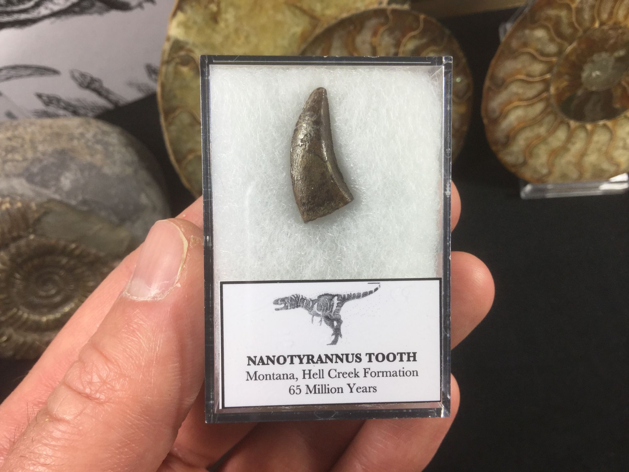 dinofossilsuk