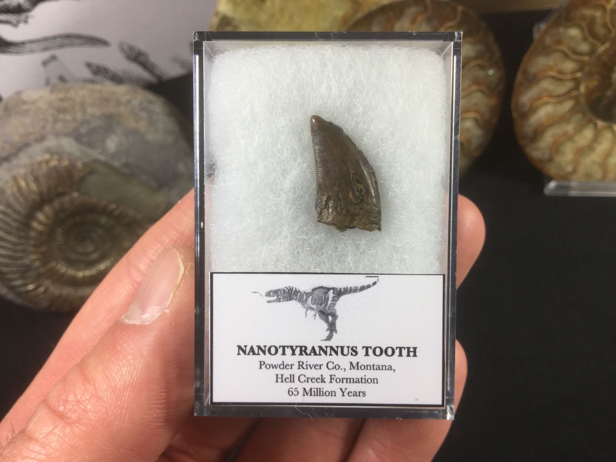 nanotyrannus tooth