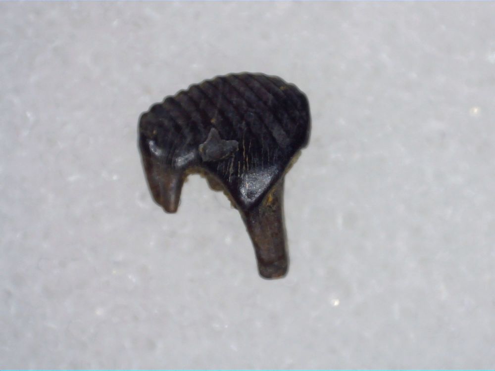 Meniscoessus Multituberculate Mammal Tooth, Hell Creek #02
