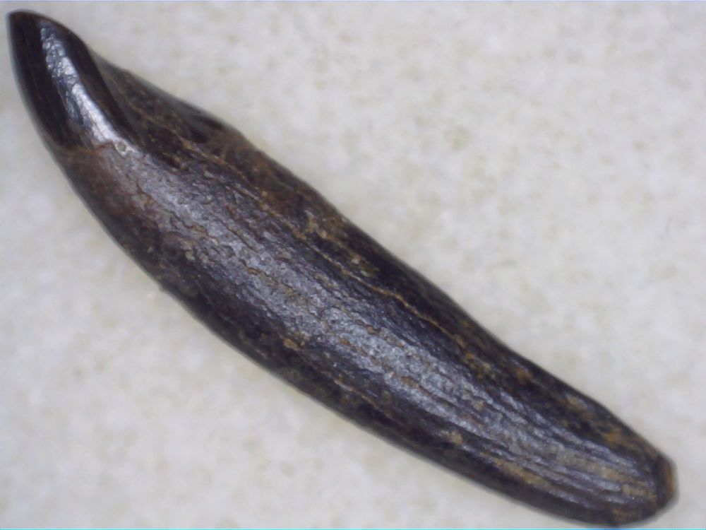 Meniscoessus Multituberculate Mammal Tooth, Hell Creek #03