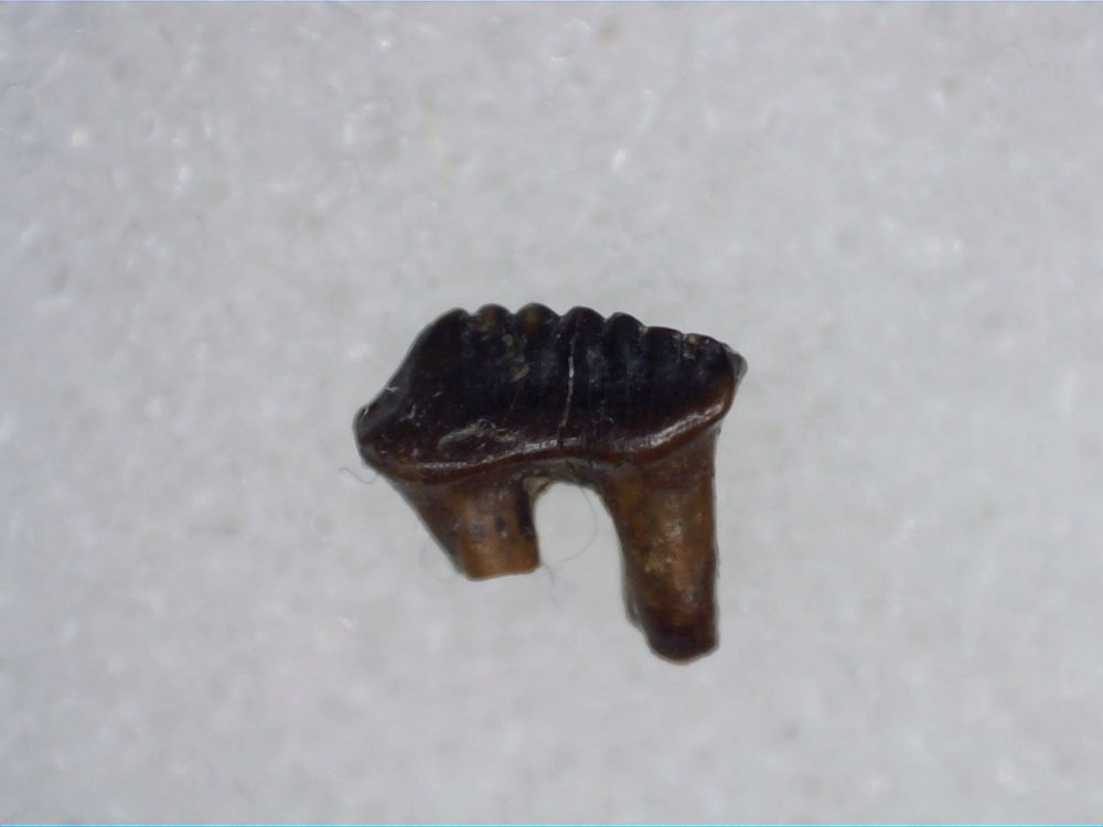 Mesodma Mammal Tooth, Hell Creek #01