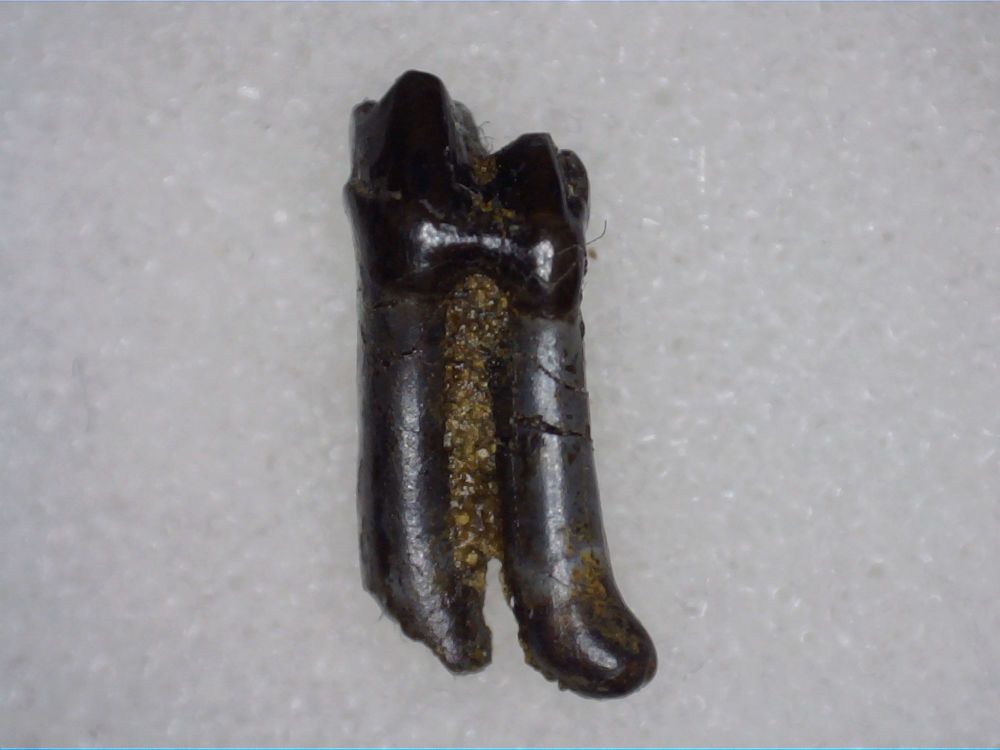 Didelphodon Mammal Tooth, Hell Creek #01