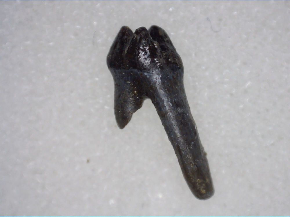 Didelphodon Mammal Tooth, Hell Creek #03