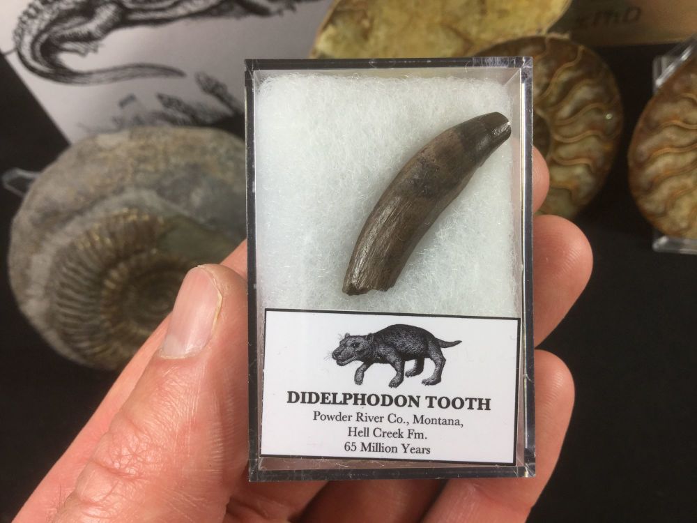 Didelphodon Mammal Tooth, Hell Creek #05
