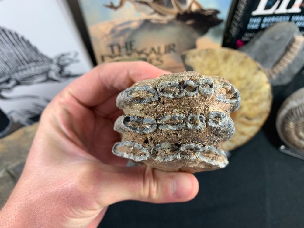 Southern Mammoth Tooth, Hungary #09