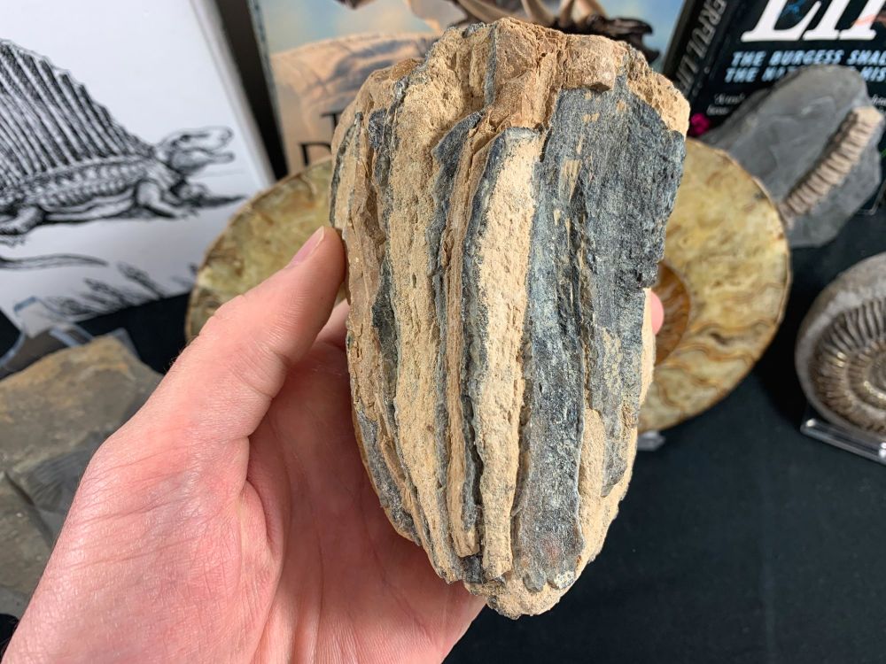 Southern Mammoth Tooth, Hungary #11