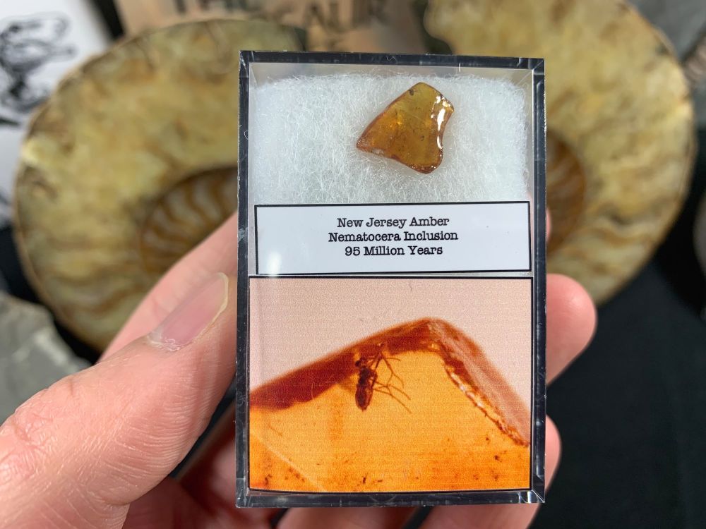 RARE New Jersey Amber with Blood Sucking Nematocera Inclusion