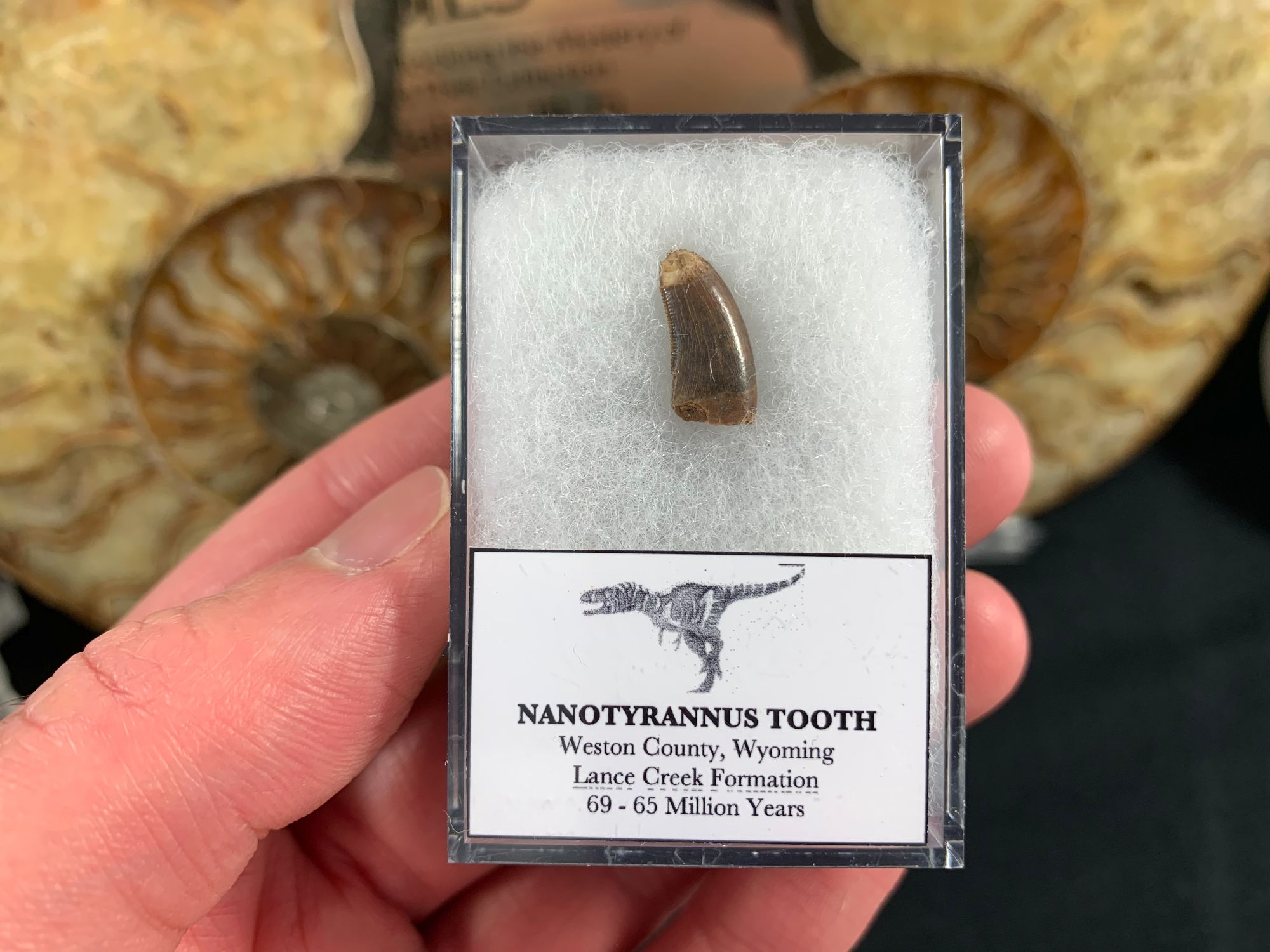 dinofossilsuk