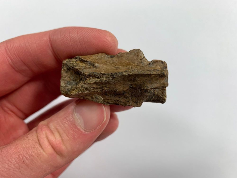 Struthiomimus Vertebra #03