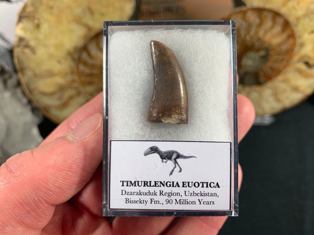 Timurlengia euotica Tooth #10