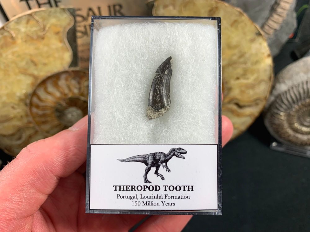 Theropod Tooth, Portugal #02