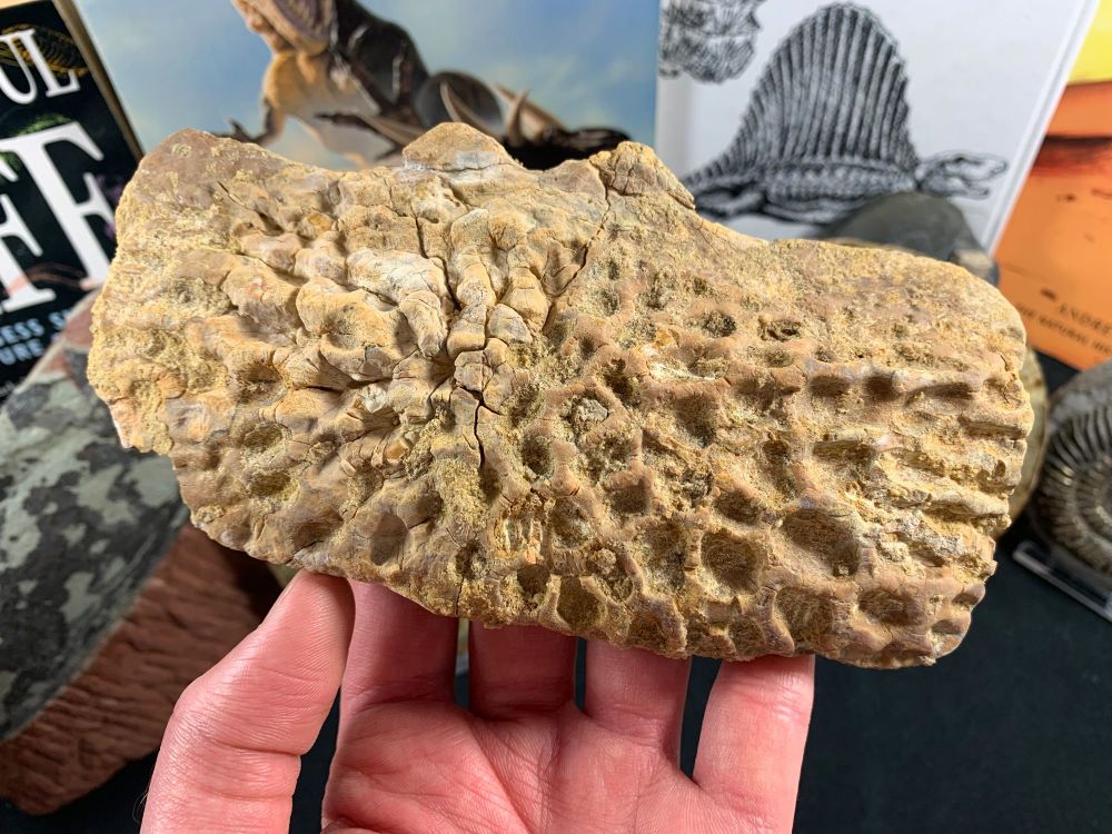 Huge Crocodile Scute, 6.75 inch (Morocco) #02
