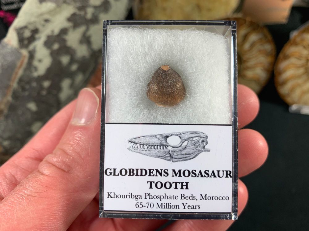 Small Globidens Mosasaur Tooth #04