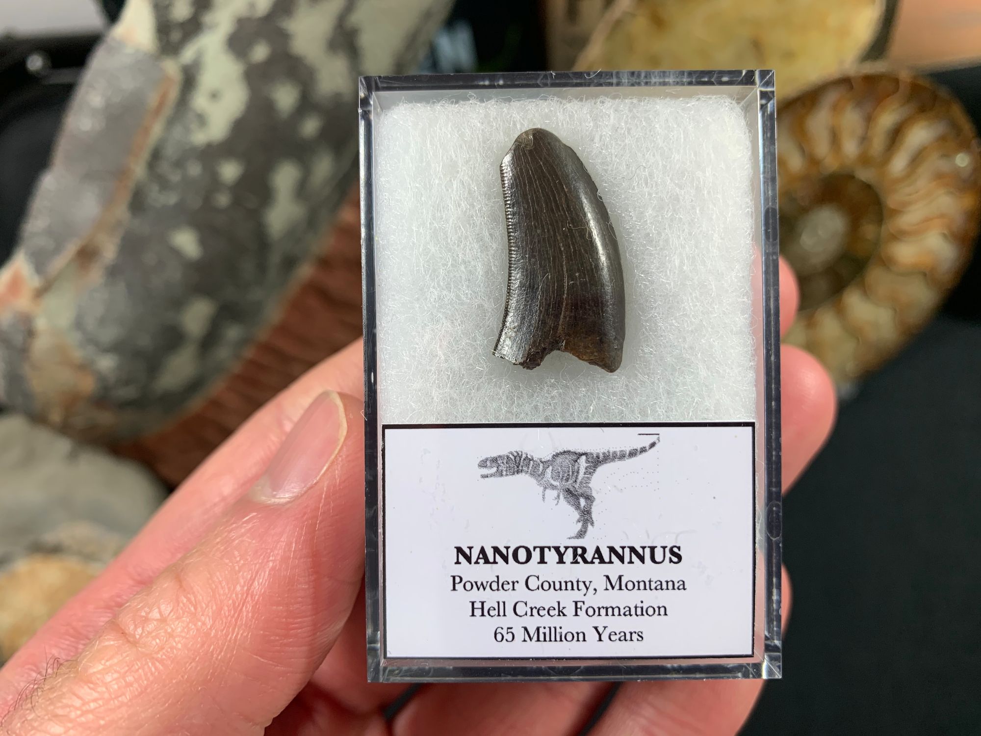 nanotyrannus fossil