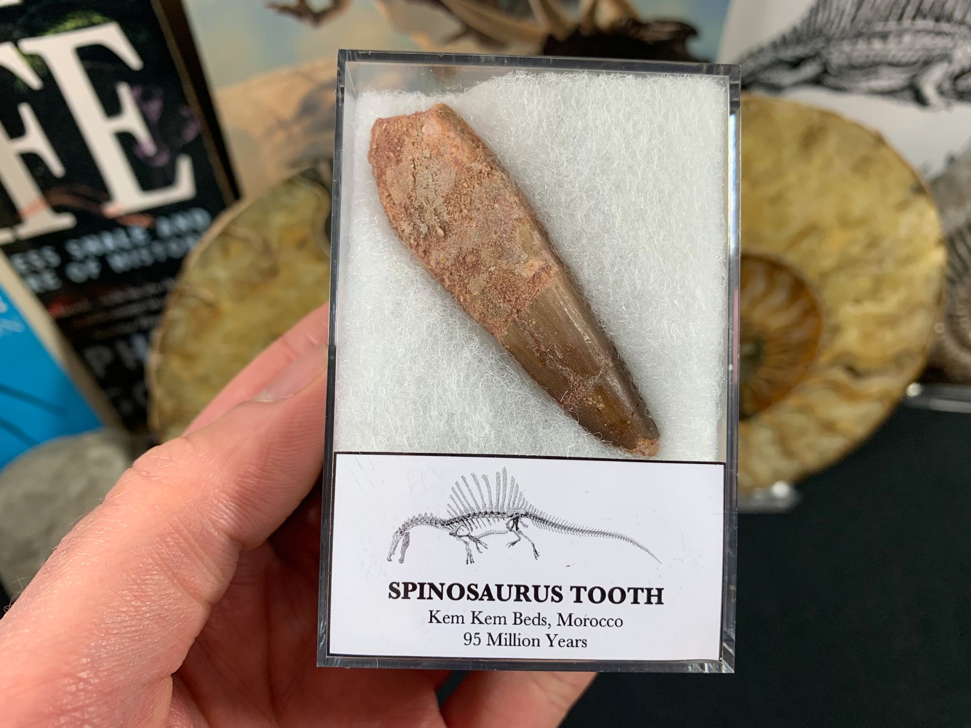 Spinosaurus Tooth Morocco Kem Kem Beds Dinosaur Fossil